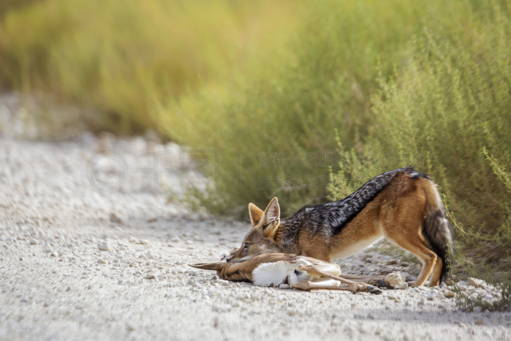 ڱϷ Kgalagadi 羳԰ɱһֻС磻 Specie Canis mesomelas ȮơϷ Kgalagadi 羳԰ĺڱ