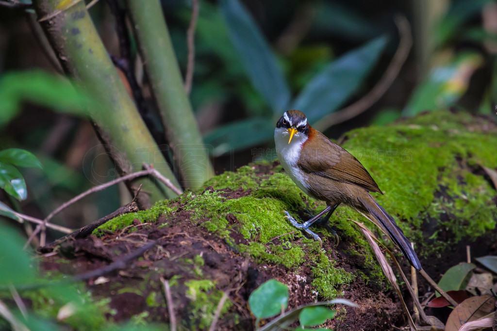 Ȼеİü䵶 (Po matorhinus schisticeps) 