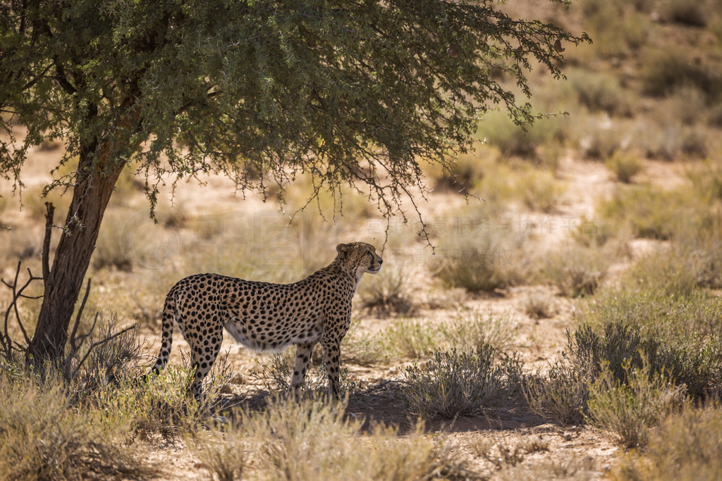 ԱվϷ Kgalagadi 羳԰ӰУèƶ Acinonyx jubatus 塣Ϸ Kgalagadi 羳԰Ա