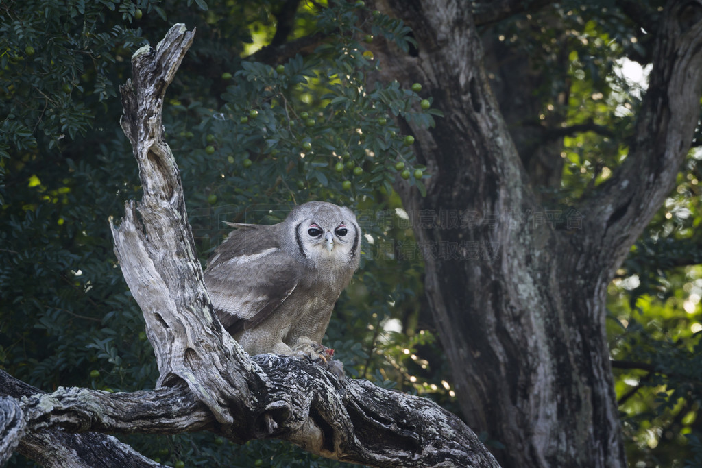 Verreaux Eagle-Owl վϷǿ³ҹ԰Ŀϣ Strigidae  Bubo lacteus 塣 Verreaux ӥèͷӥϷǿ³ҹ԰