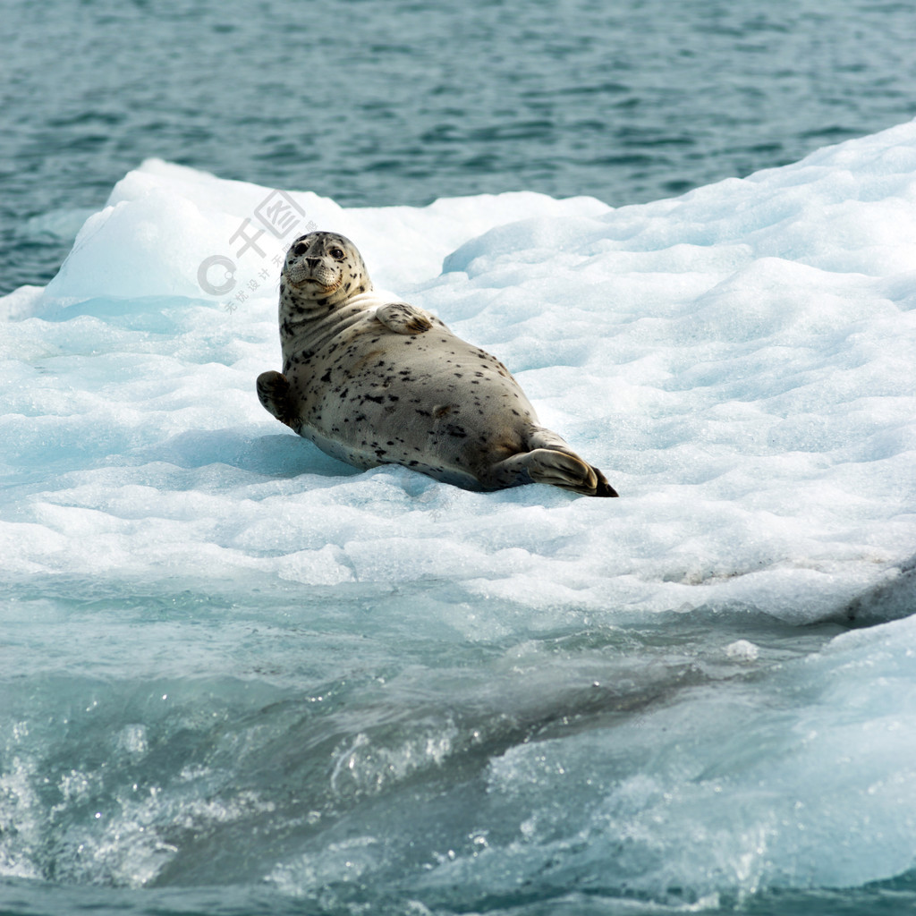 这只海狮似乎知道他正在被拍到一只野生动物在太平洋的冰上闲逛