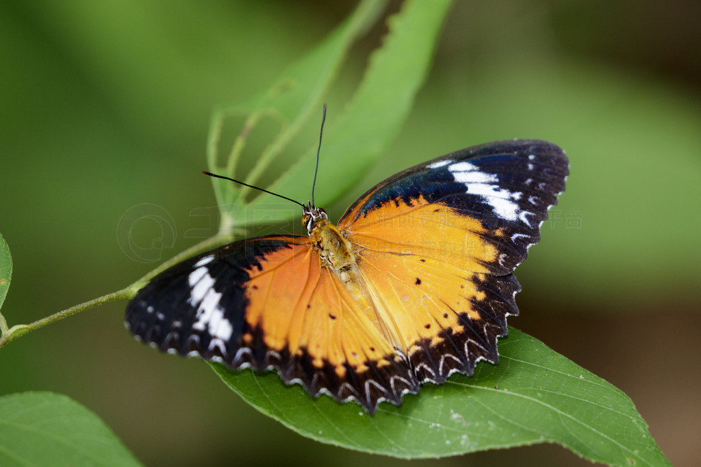 Ҷϵͨͼ涯 (Danaus chrysippus chrysippus Linnaeus, 1758)