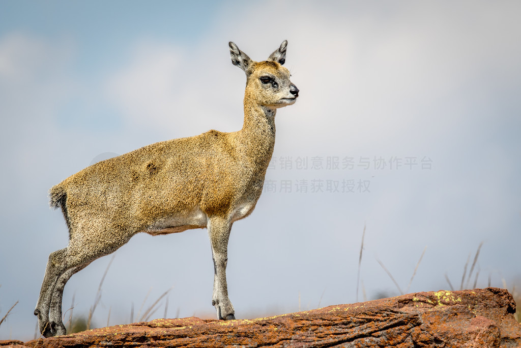 Klipspringer վʯϣϷչҹ԰