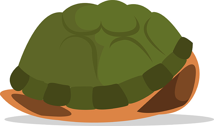乌龟壳p图素材图片