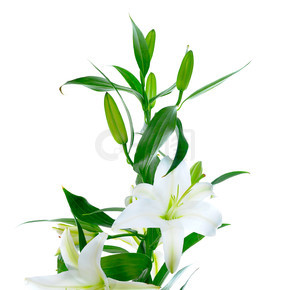 美丽的白百合花。在白色背景上孤立