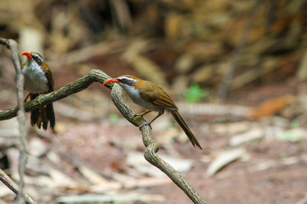 Ȼеİü䵶 (Po matorhinus schisticeps) 