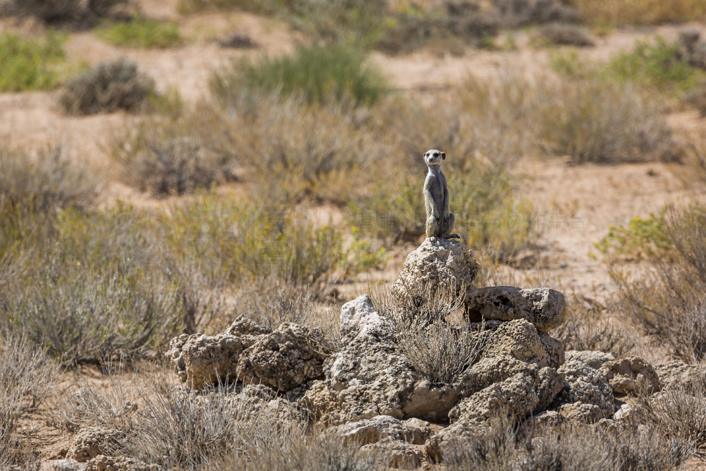 èϷ Kgalagadi ߾԰ĹľϢشھ״̬Ƶ Suricata suricatta 塣Ϸ Kgalagadi 羳԰è