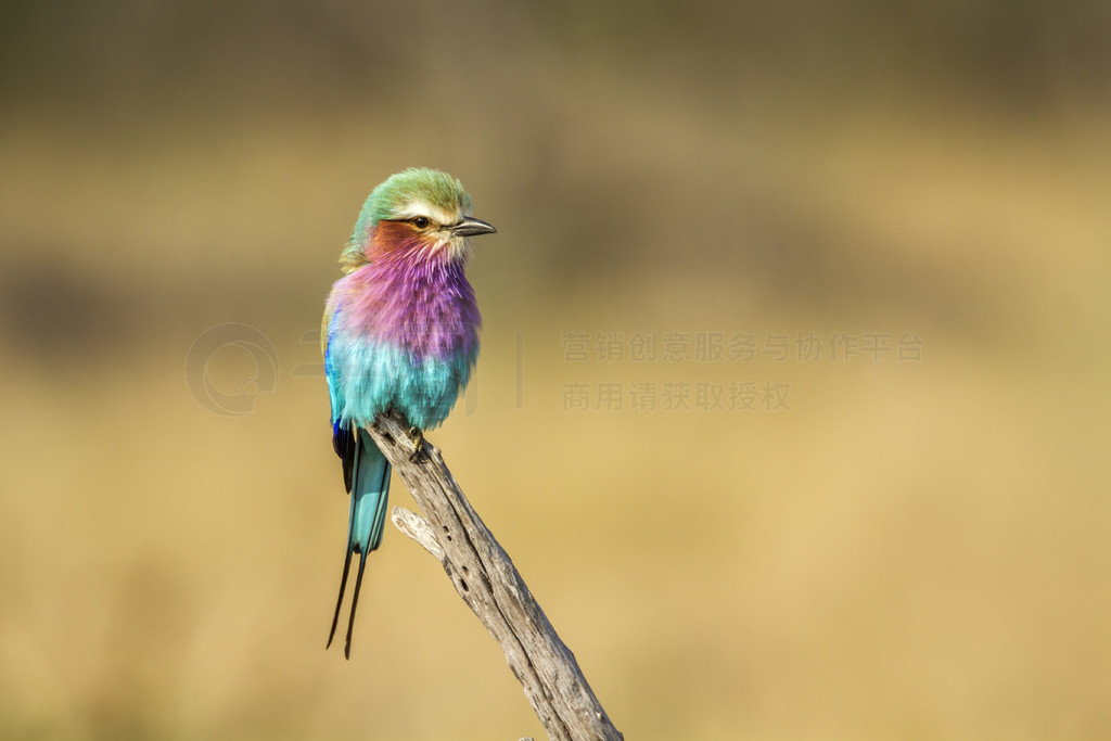 Ϸǿ³ҹ԰ȻйĶع Coracias caudatus  Coraciidae ĿơϷǿ³ҹ԰Ķع