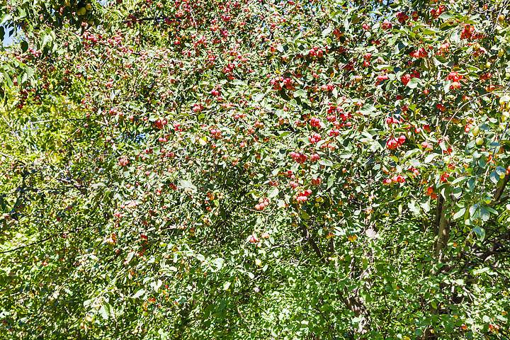 夏天森林里有成熟红苹果的野苹果树