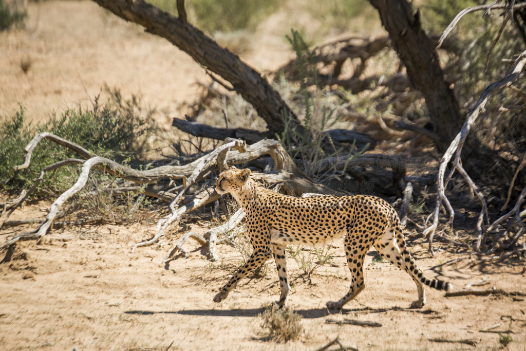 ԱϷ Kgalagari 羳԰ɳ̲ߣèƵ Acinonyx jubatus 塣Ϸ Kgalagari 羳԰Ա