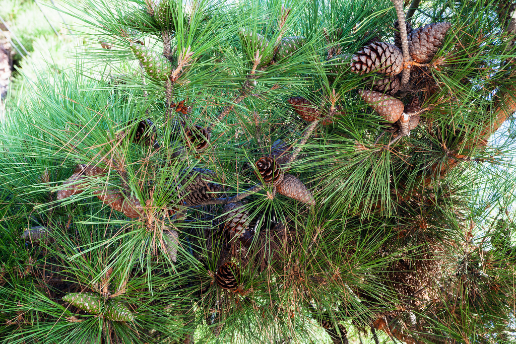 ǰ  ¬ʲкںذ·ϵĿ (Pinus Nigra Pallasiana) ҶӺ