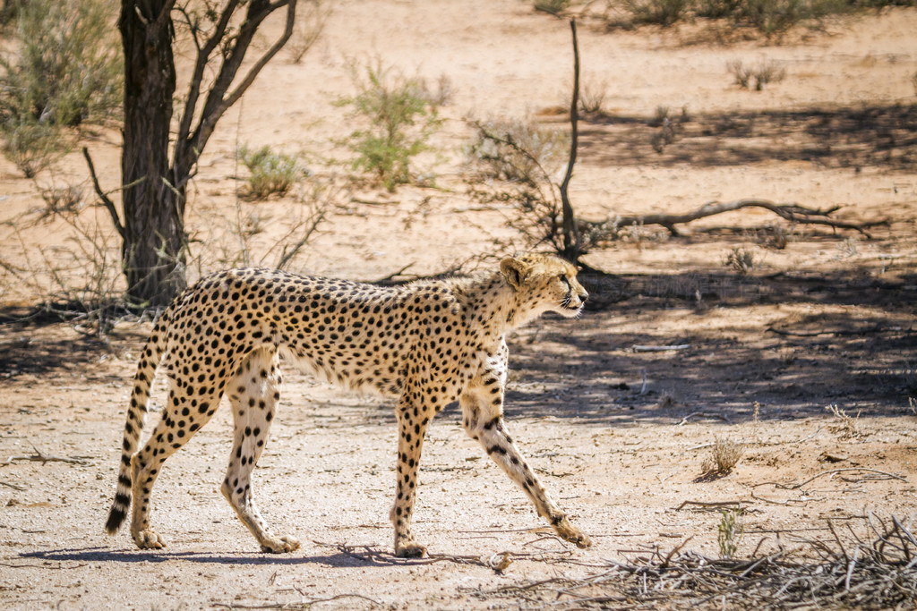 ԱϷ Kgalagadi 羳԰ĺߣèƶ Acinonyx jubatus 塣Ϸ Kgalagadi 羳԰Ա