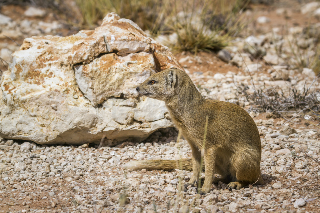 ɫèϷ Kgalagadi 羳԰ĺϣƵ Cynictis penicillata 塣Ϸ Kgalagadi 羳԰Ļè