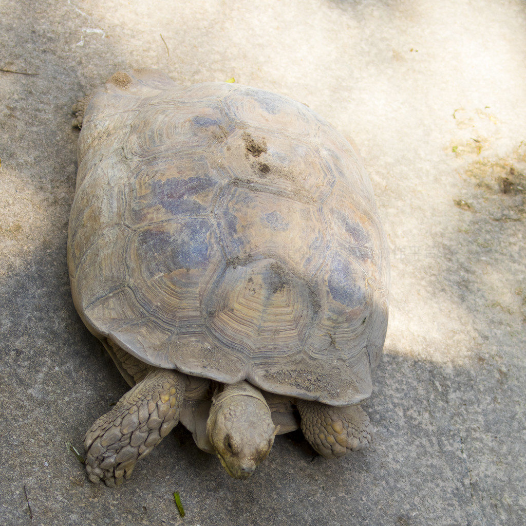 һֻڹڵϵͼ (Geochelone sulcata) ж