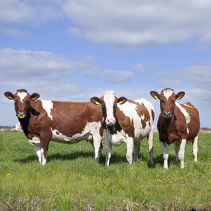 三头牛农业图片