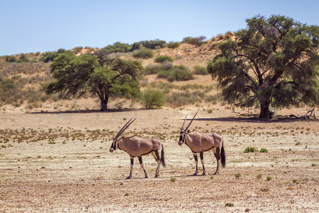 ֻϷϷ Kgalagadi 羳԰ĸɺߣţơϷ Kgalagadi 羳԰Ϸ