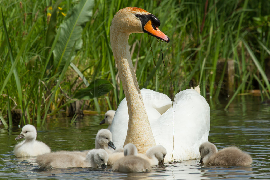 Cygnet ǵĸĸˮӾ