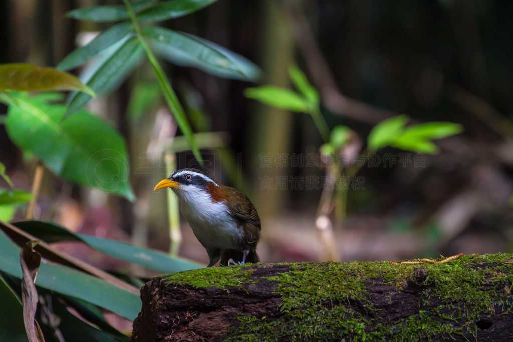 Ȼеİü䵶 (Po matorhinus schisticeps) 