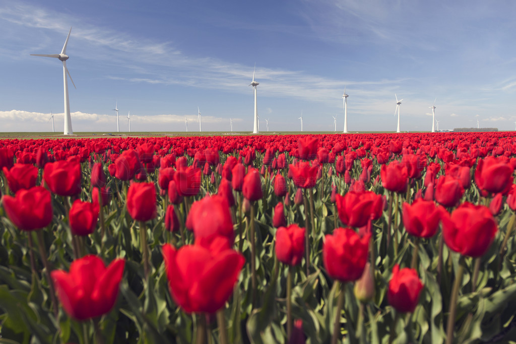  noordoostpolder flevoland ͺɫķֻ