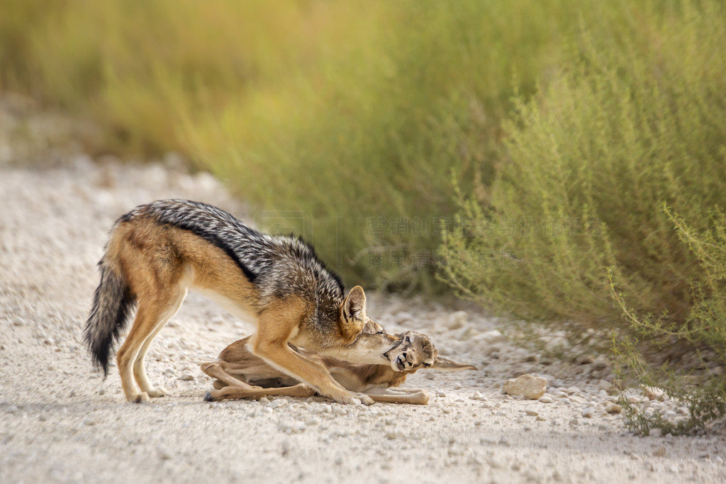 ڱϷ Kgalagadi 羳԰ɱһֻС磻 Specie Canis mesomelas ȮơϷ Kgalagadi 羳԰ĺڱ