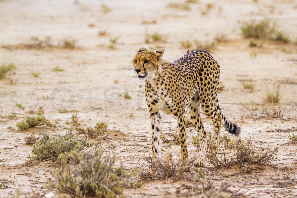 ԱϷ Kgalagadi 羳԰ǰͼèƶ Acinonyx jubatus 塣Ϸ Kgalagadi 羳԰Ա