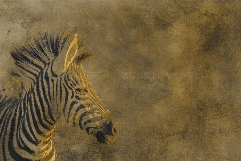 ͻƽԭᶯФͼ Equus quagga burchellii ơϷǿ³ҹ԰ƽԭ