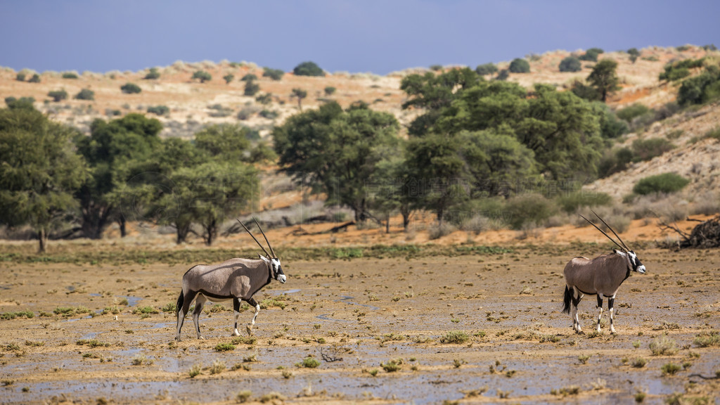 Ϸ Kgalagadi ߾԰ɳĮеֻϷţơϷ Kgalagadi 羳԰Ϸ