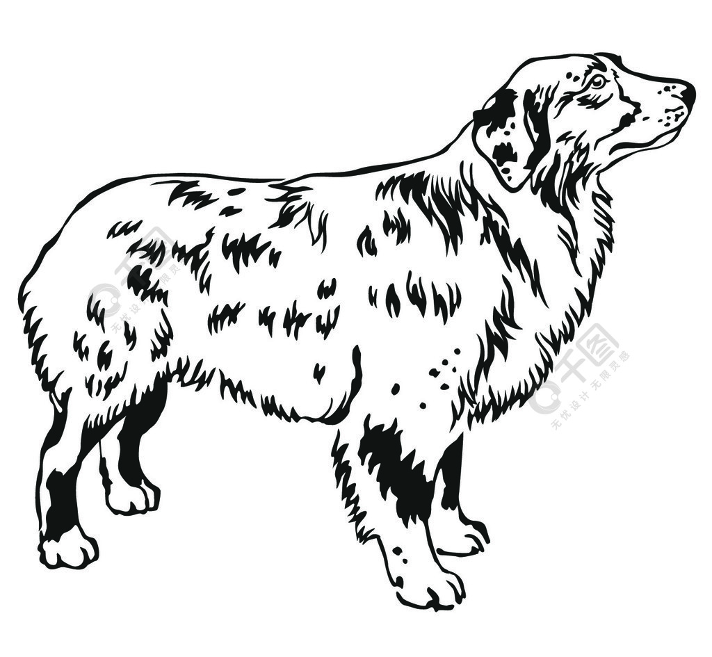 站立在澳大利亚牧羊犬侧面的装饰轮廓肖像,白色背景上黑色的矢量孤立