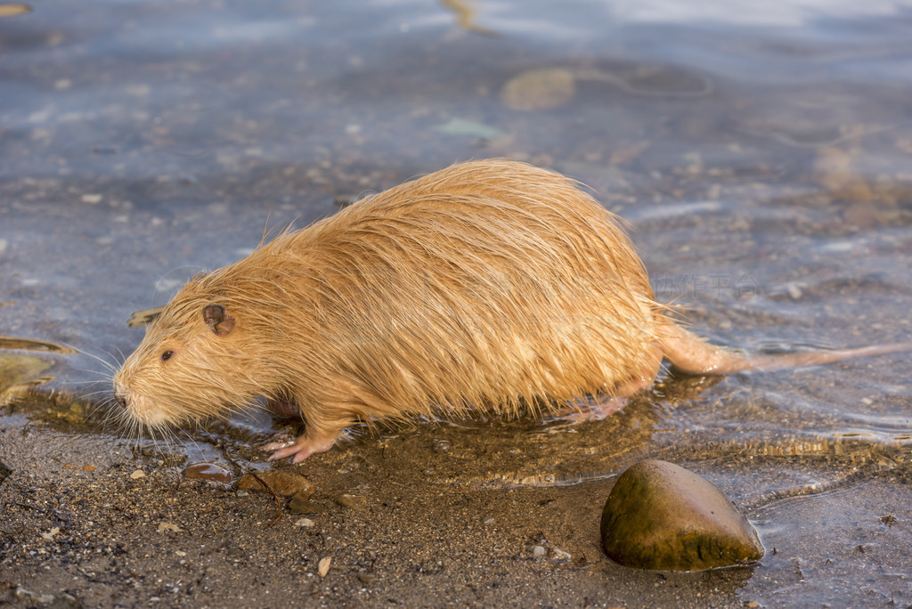 Orange Coypu ͼƬδӽݿ˹͹еķߺг