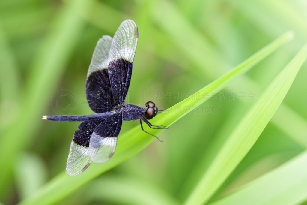 ҶϵȾɫˮƲ (Neurothemis Tullia) ͼ涯