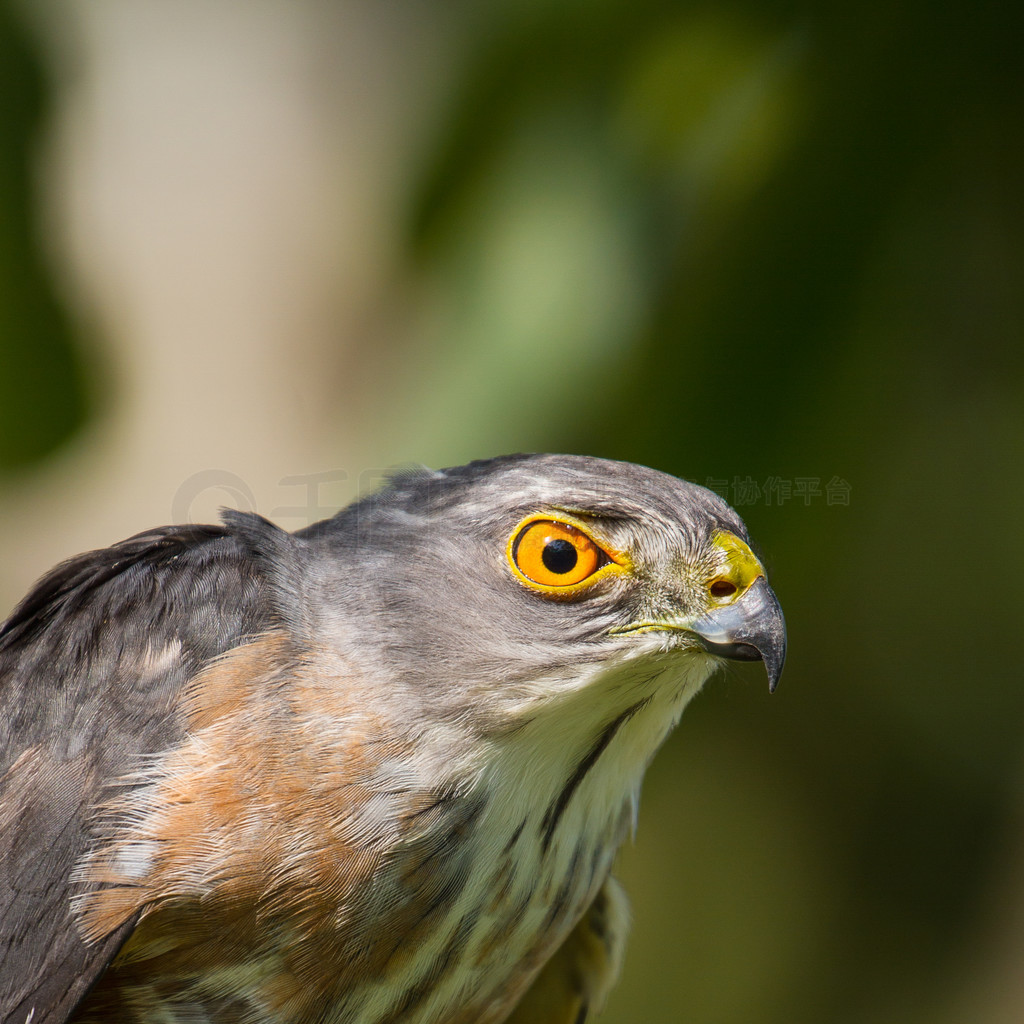 д Besra Сȸӥ (Accipiter virgatus)