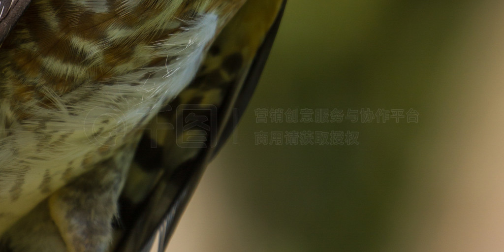 д Besra Сȸӥ (Accipiter virgatus)