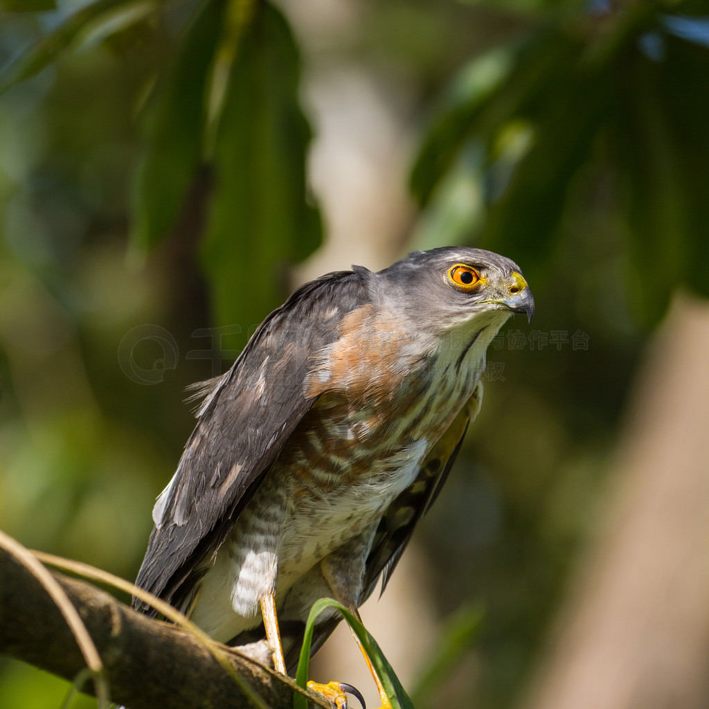 Besra Сȸӥ (Accipiter virgatus) վ֦