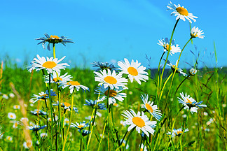 在蓝天背景的白色雏菊草<i>坪</i>。白花的夏田。美丽的风景与雏菊在阳光下。 .在蓝天背景的白色雏菊草<i>坪</i>