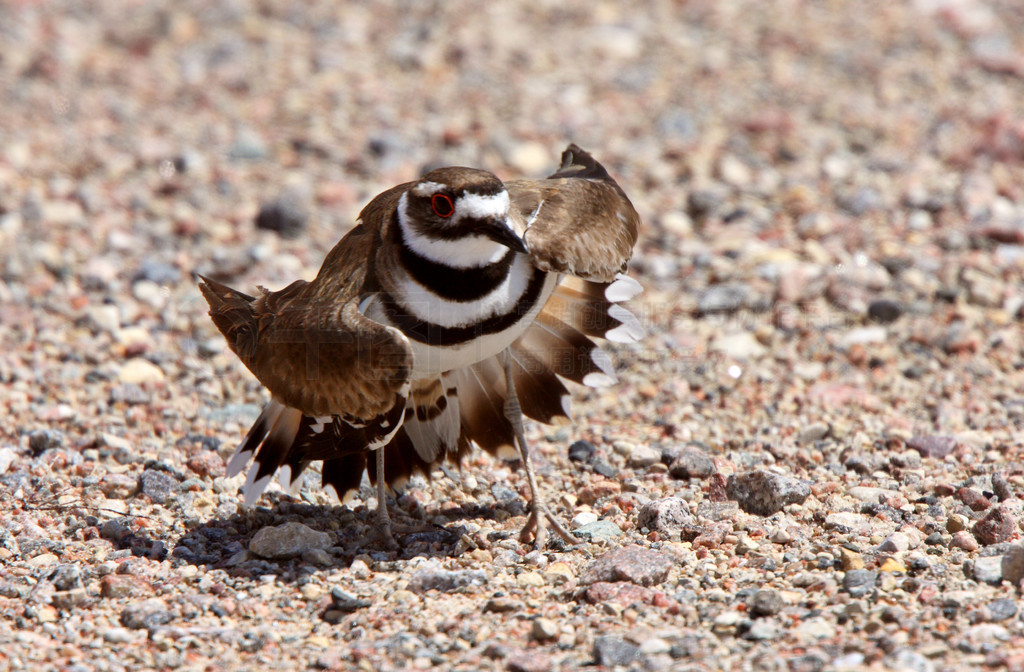 Killdeer 