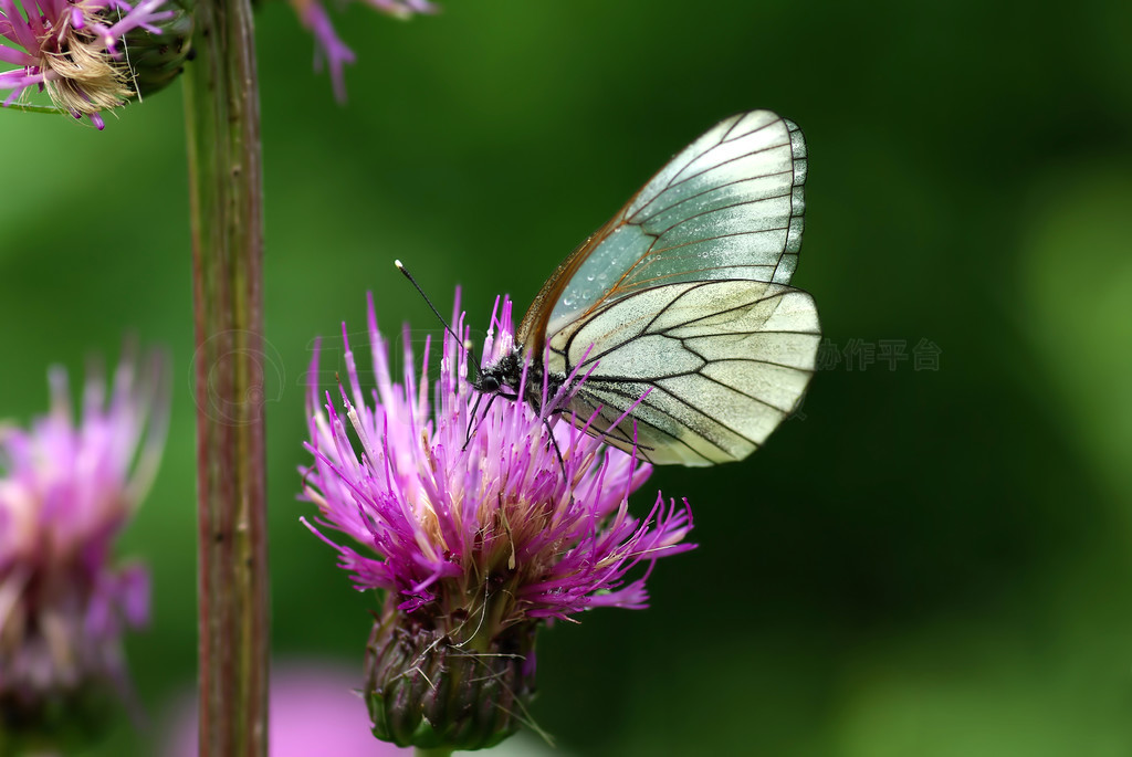 ۺɫϵĺ׺ (Aporia crataegi)