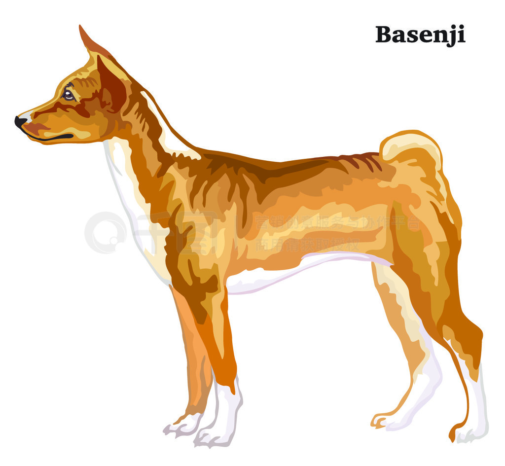 վ Basenji еФ񣬰ɫϹʸɫͼ