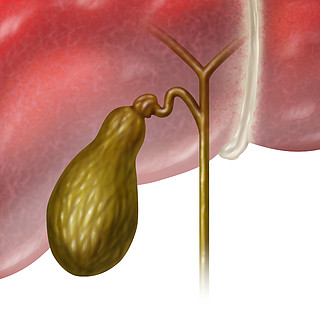 胆囊或胆囊人体内部器官作为消化系统的功能,将胆汁储存为身体胆道