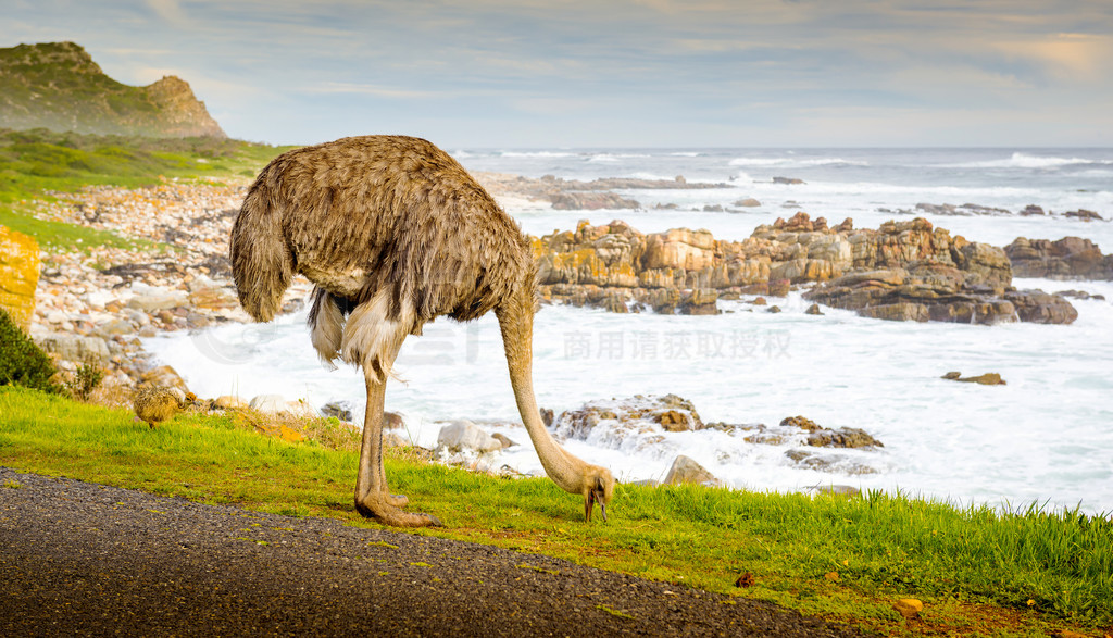 Ϸǿհ뵺ǵĴ (Struthio Camelus) С·߷