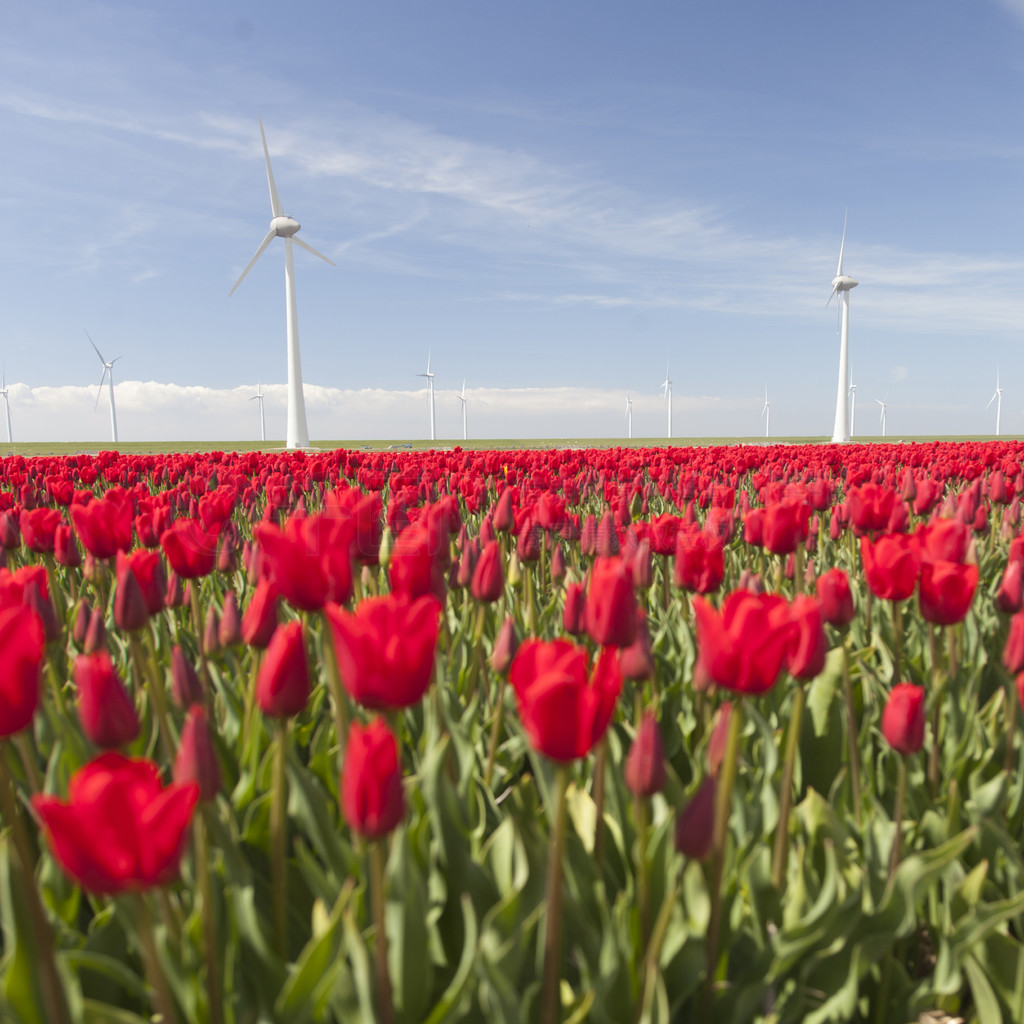  noordoostpolder flevoland ͺɫķֻ