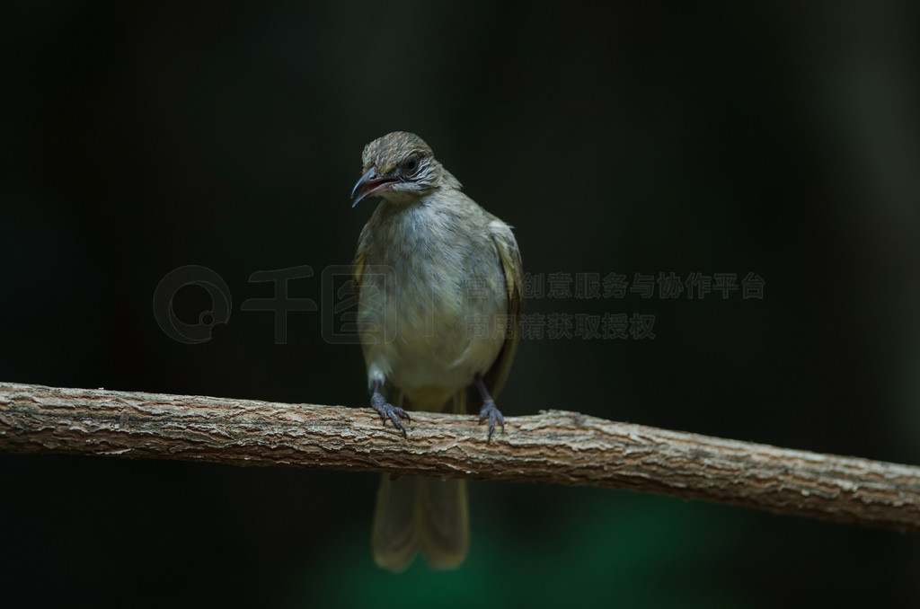 白色高清图片_耳垂？白头翁？ （Pycnonotus？conradi？bulbul）？站在树枝上？_风景名胜免费下载_jpg格式_4928像素 ...