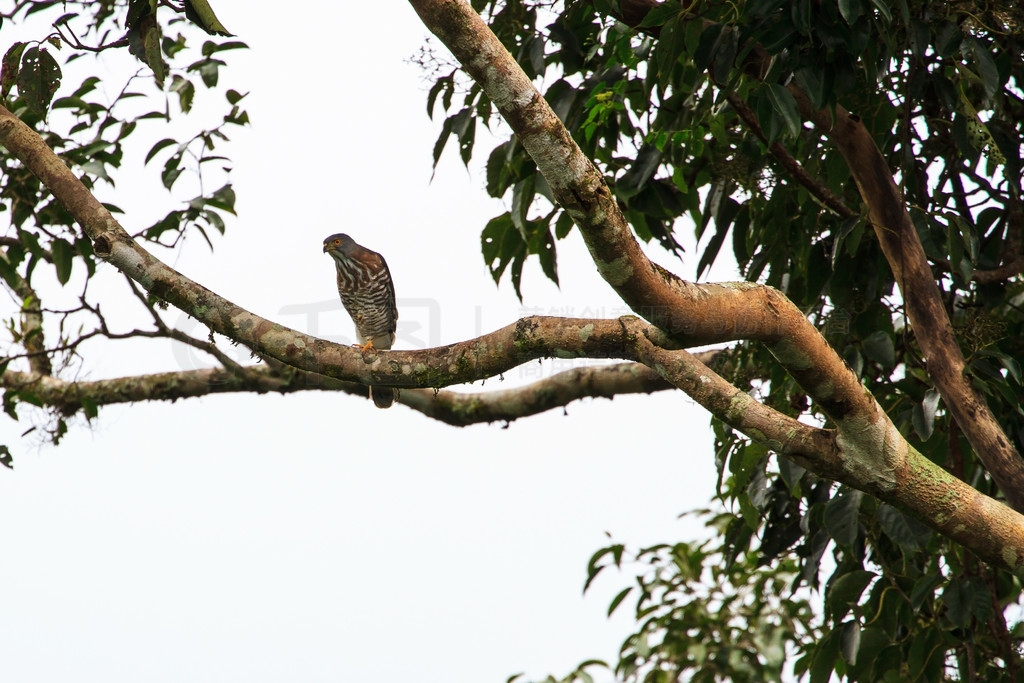 ̩Ȼеķͷӥ (Accipiter trivirgatus)