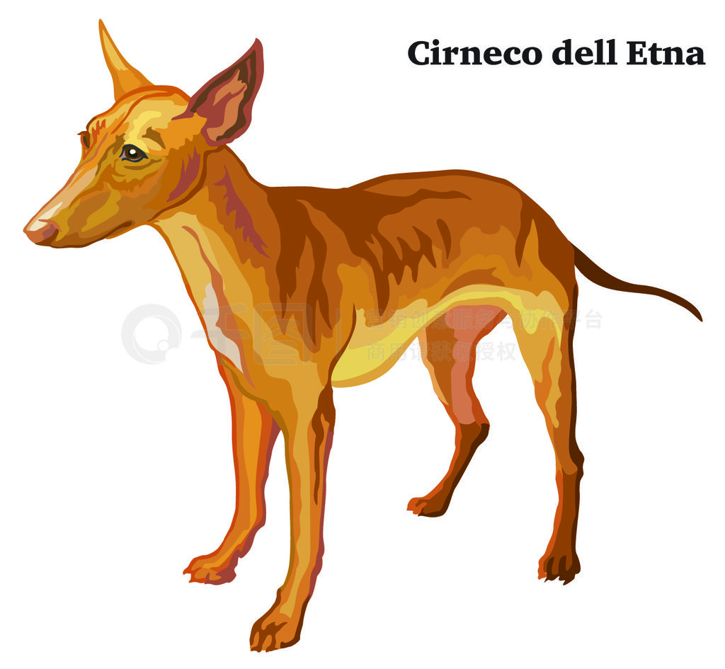 վ Cirneco dell Etna Ф, ʸɫͼڰɫ±