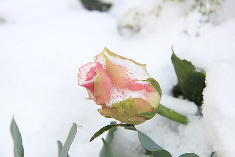 用雪盖的一朵柔和的桃红色玫瑰花蕾