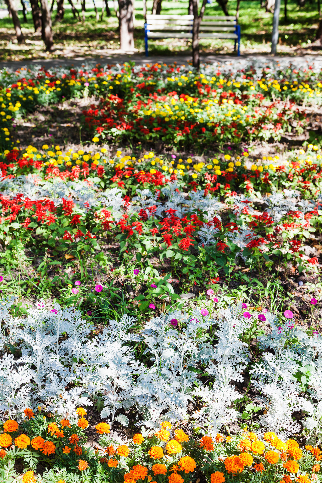 л԰дʯ񻨺 jacobaea (cineraria maritima) ֲĻ̳