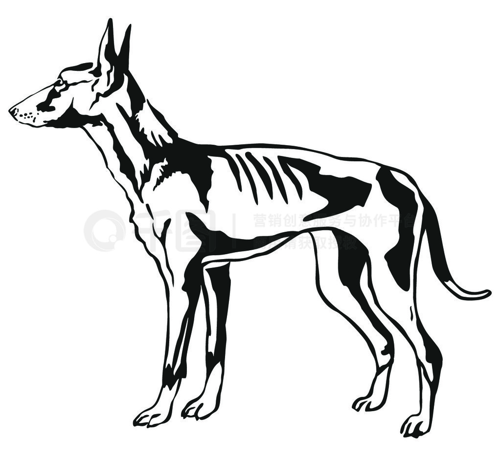 վڲ Podenco Ibicenco (Ibizan Hound) װФ񣬰ɫϺɫʸͼ