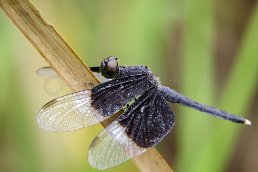 ҶϵȾɫˮƲ (Neurothemis Tullia) ͼ涯