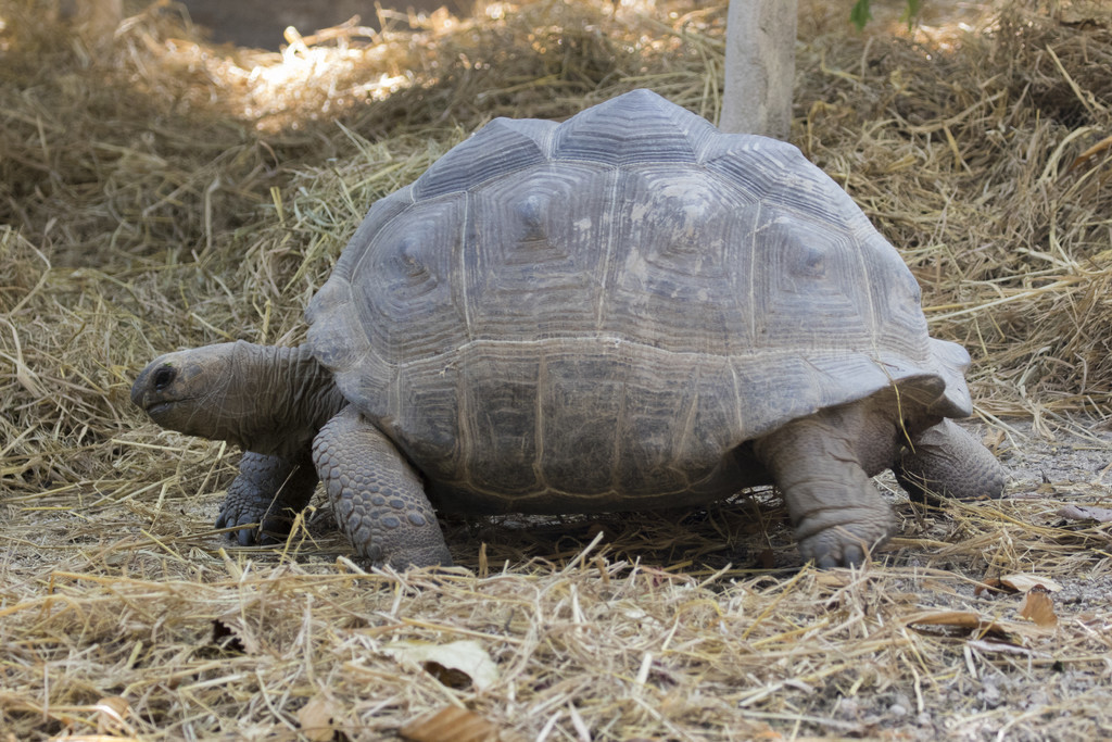 һֻڹڵϵͼҰ (Geochelone sulcata)