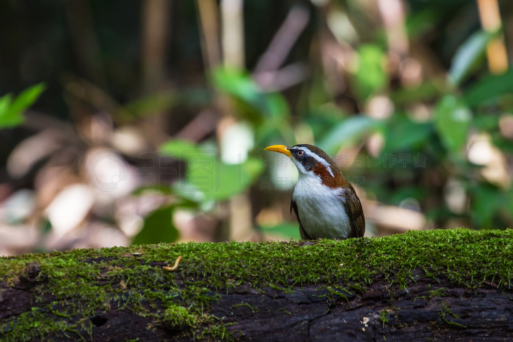 Ȼеİü䵶 (Po matorhinus schisticeps) 