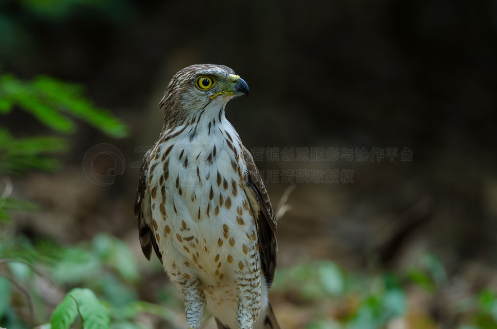 ̩Ȼеķͷӥ (Accipiter trivirgatus)